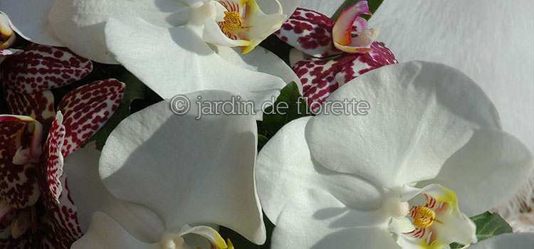 Fleurons d'orchidée mouchetés